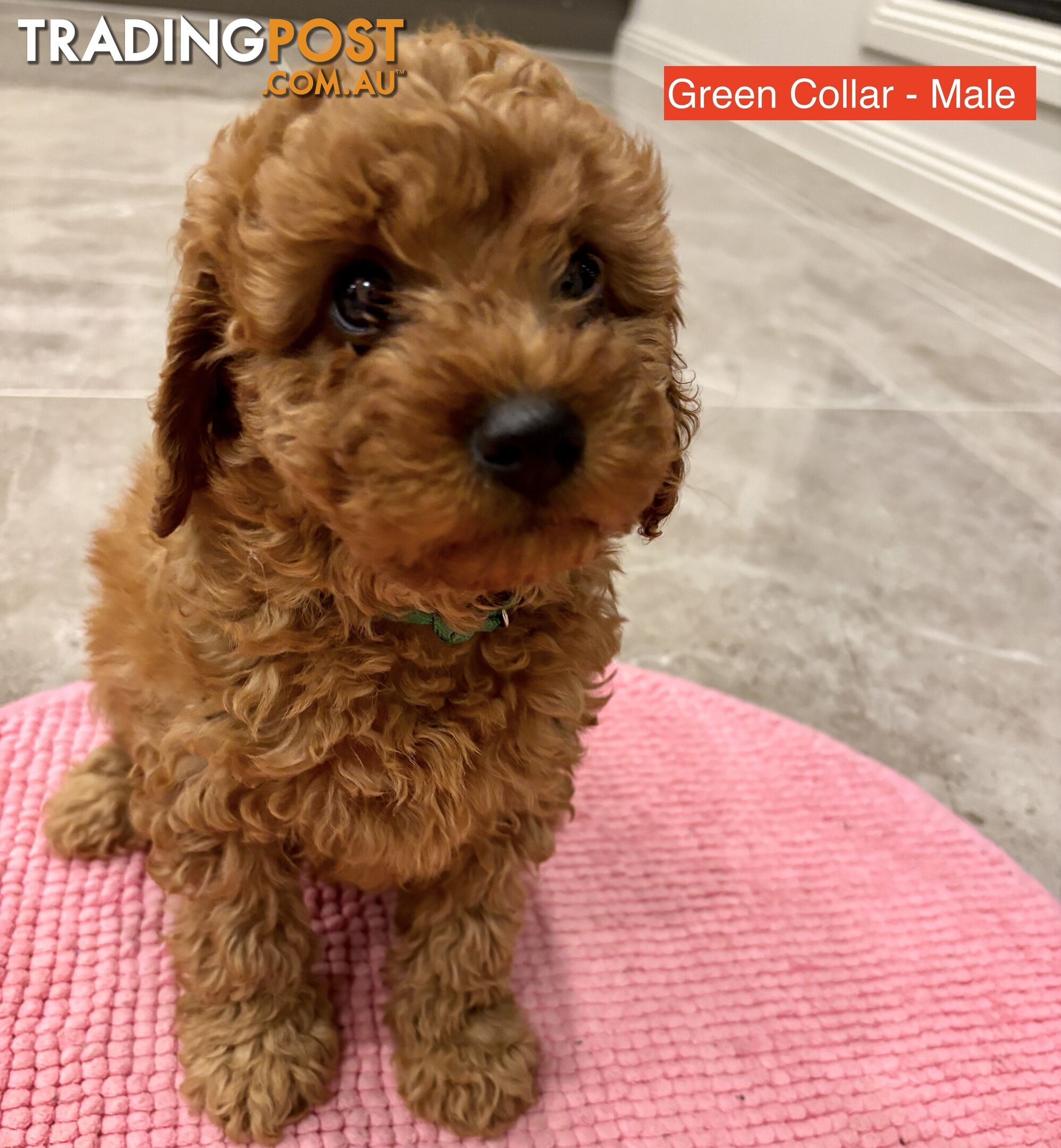 *** Four adorable Toy Cavoodle Puppies ***