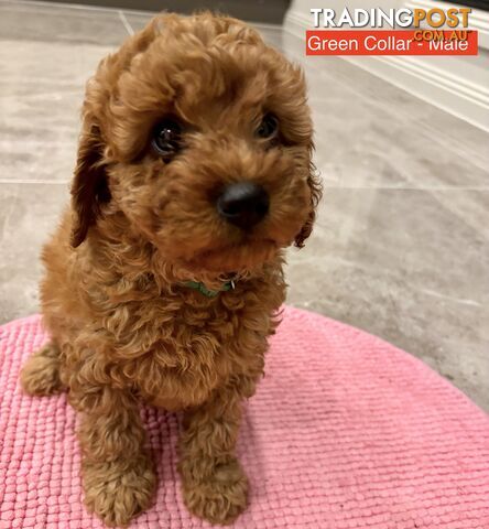 *** Four adorable Toy Cavoodle Puppies ***