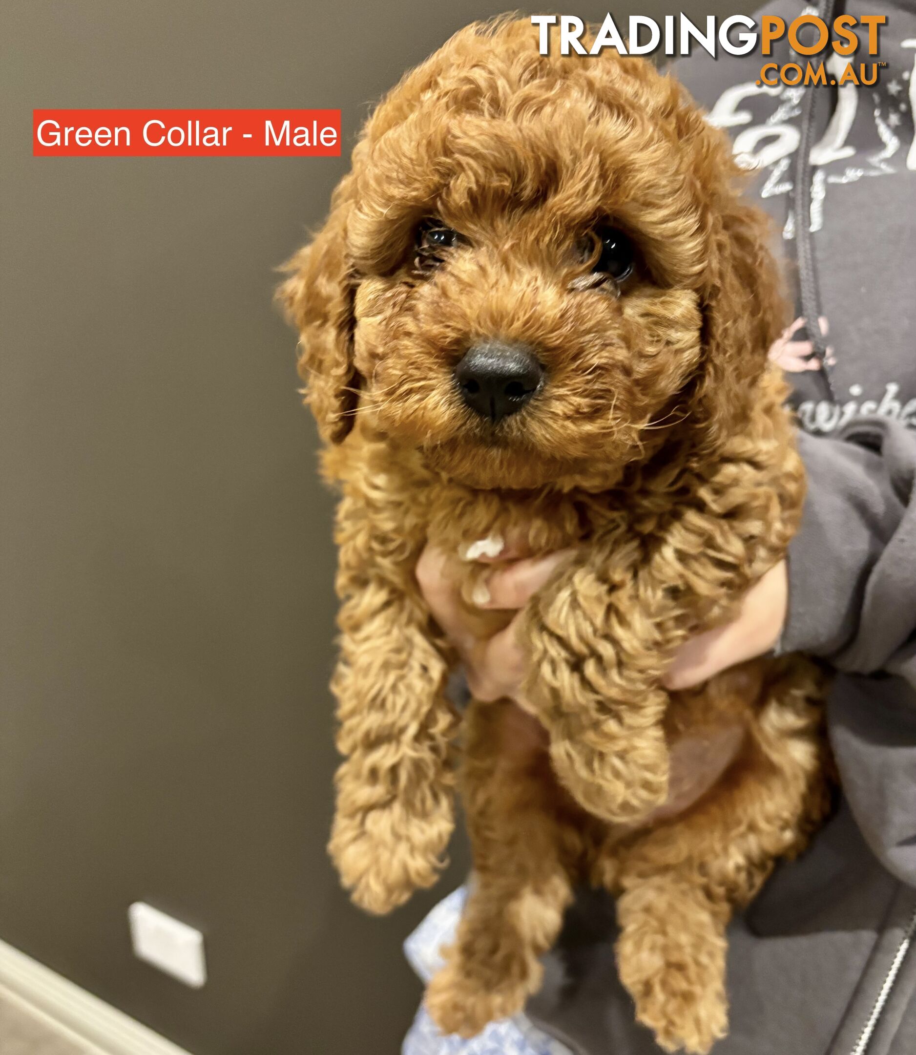 *** Four adorable Toy Cavoodle Puppies ***