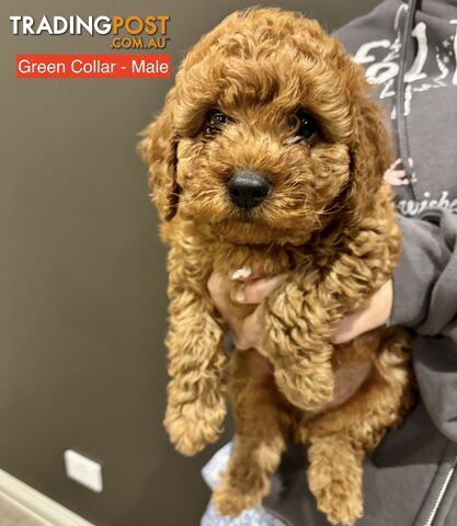 *** Four adorable Toy Cavoodle Puppies ***