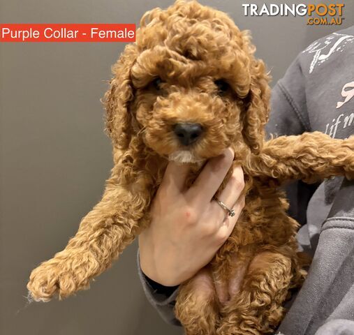 *** Four adorable Toy Cavoodle Puppies ***