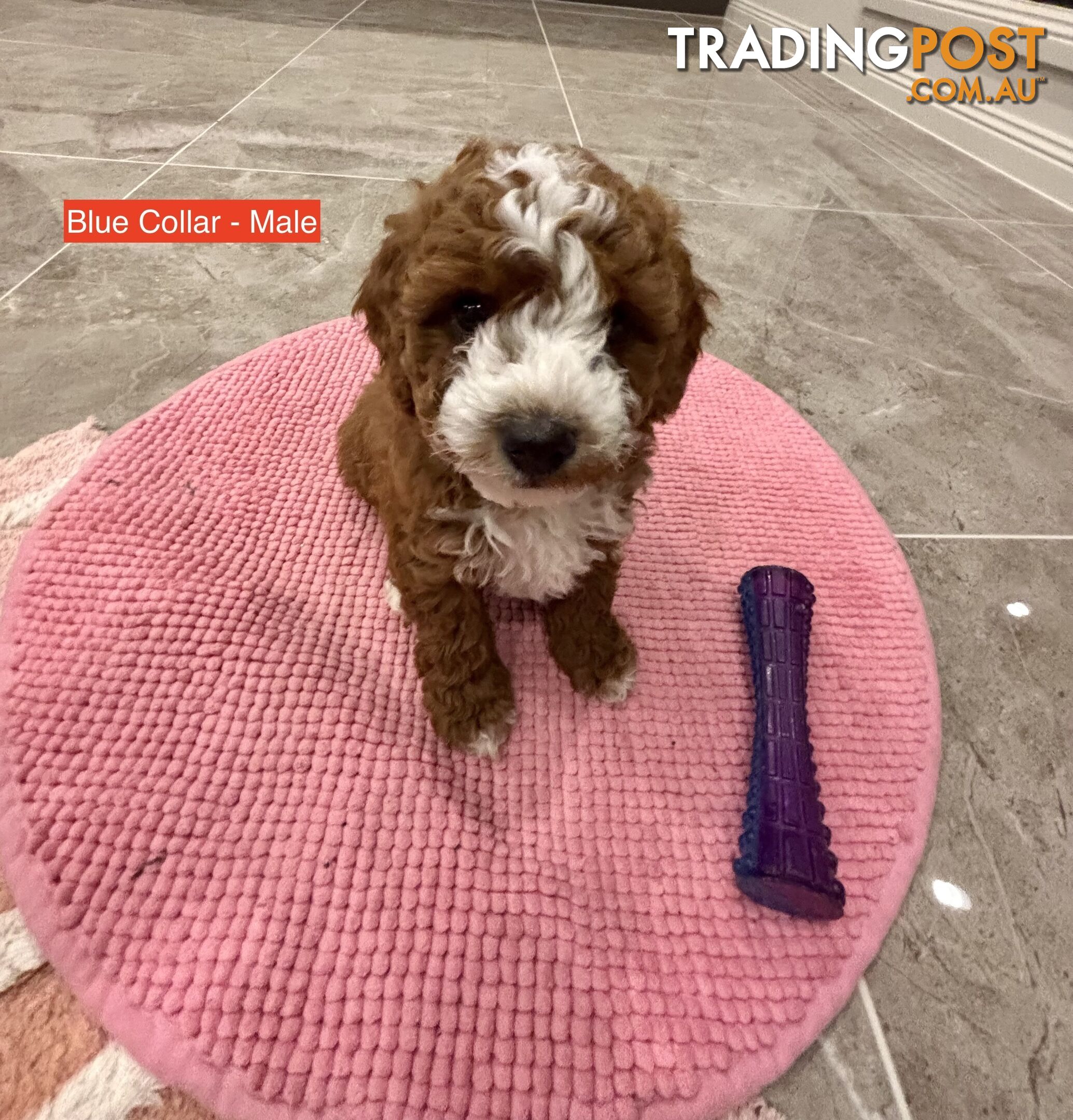 *** Four adorable Toy Cavoodle Puppies ***