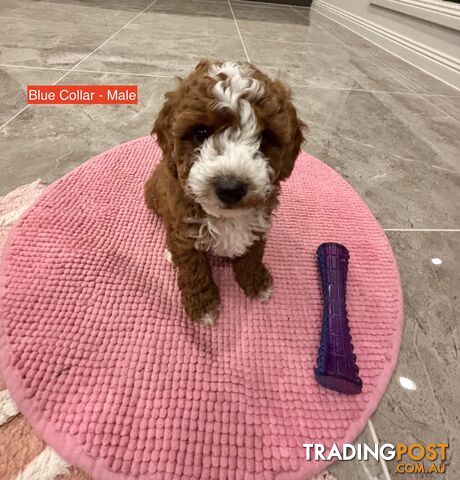 *** Four adorable Toy Cavoodle Puppies ***