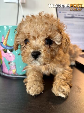 *** Tiny Teacup Toy Cavoodle Puppy. Perfect Christmas Present ***