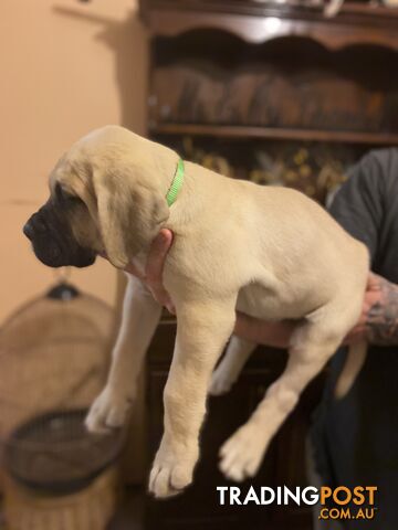 Mastiff puppies