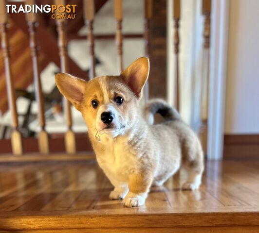 Welsh Corgi Pembroke Puppy