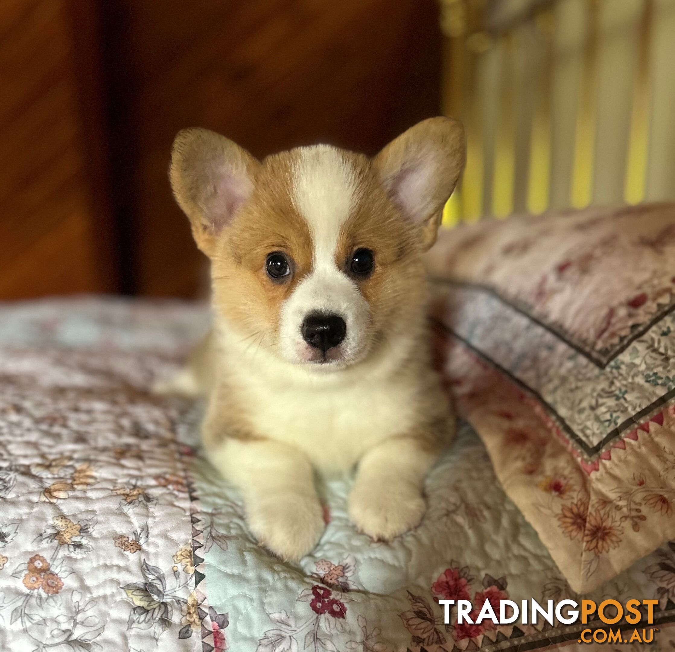 Welsh Corgi Pembroke Puppies