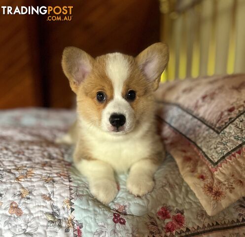 Welsh Corgi Pembroke Puppies