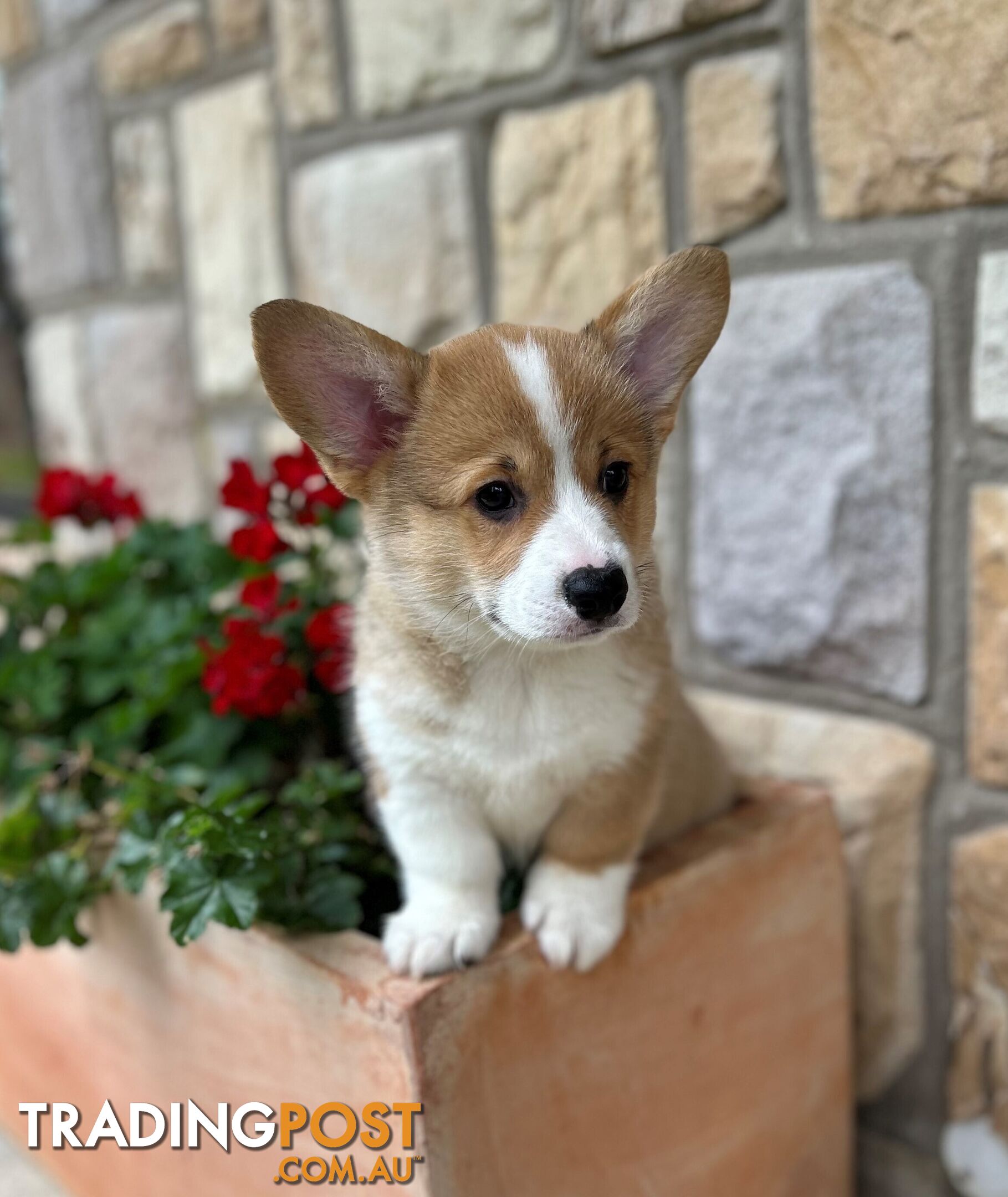 Welsh Corgi Pembroke Puppies