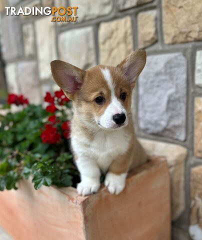 Welsh Corgi Pembroke Puppies