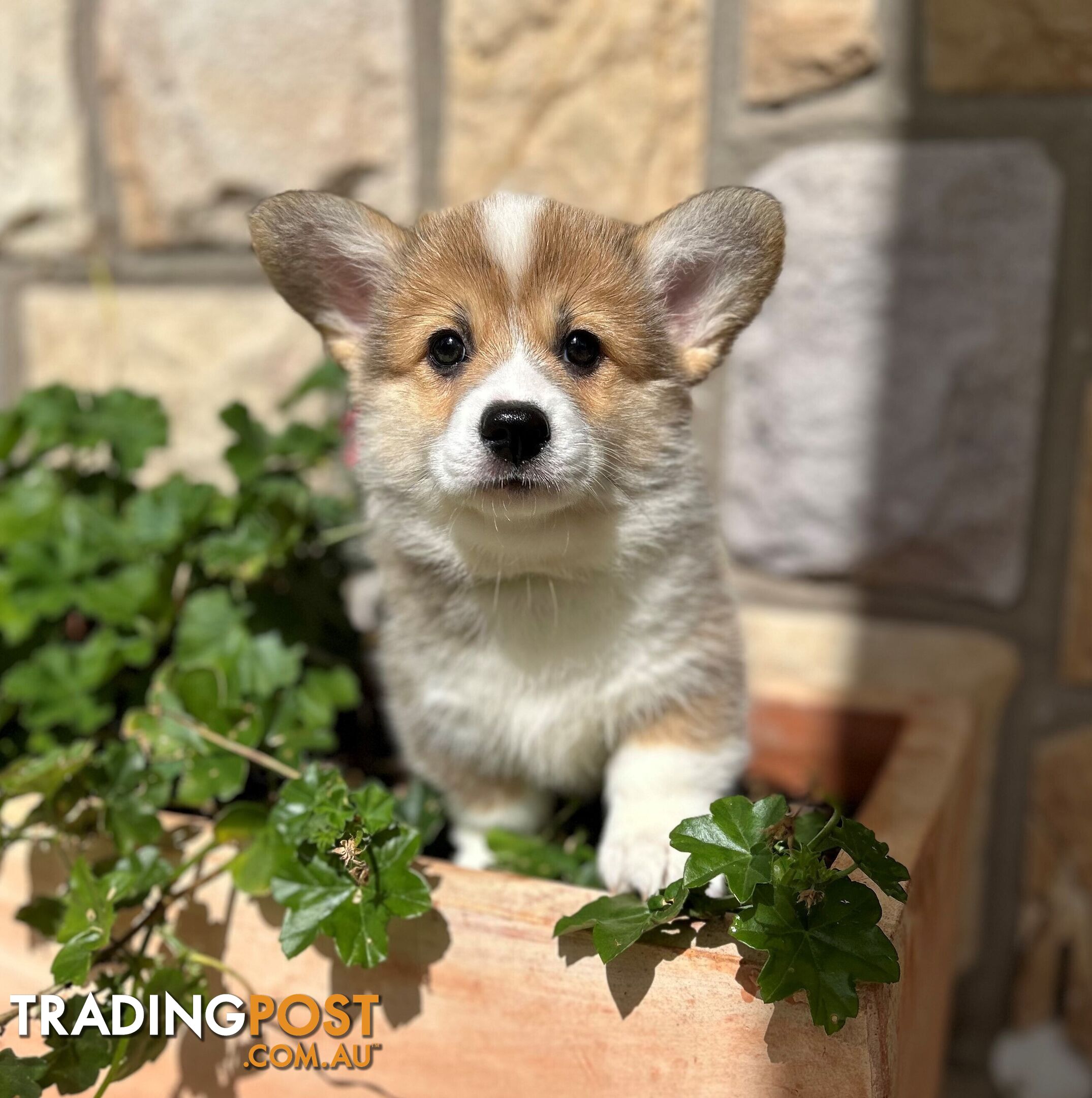 Welsh Corgi Pembroke Puppies