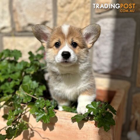 Welsh Corgi Pembroke Puppies