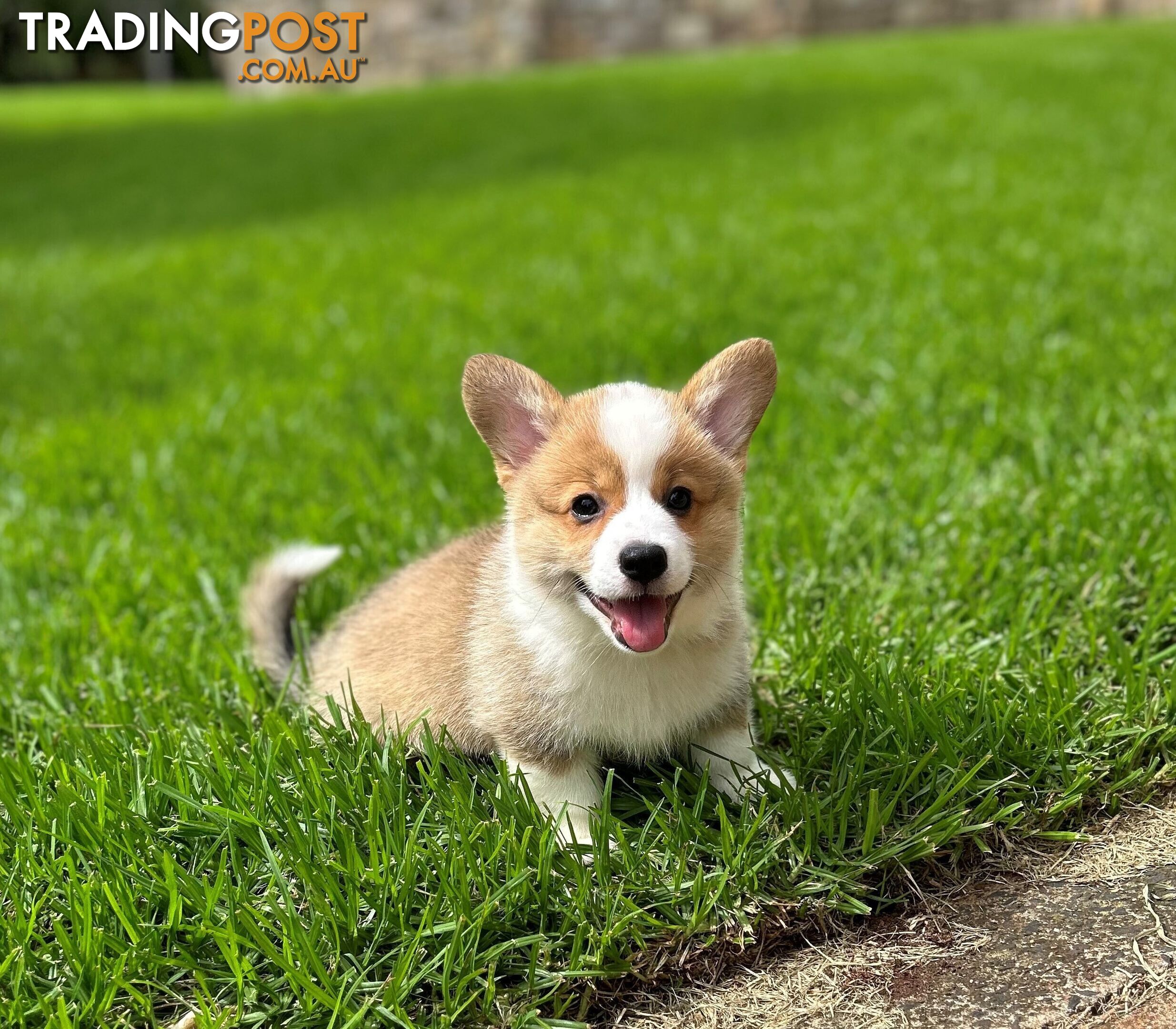 Welsh Corgi Pembroke Puppies