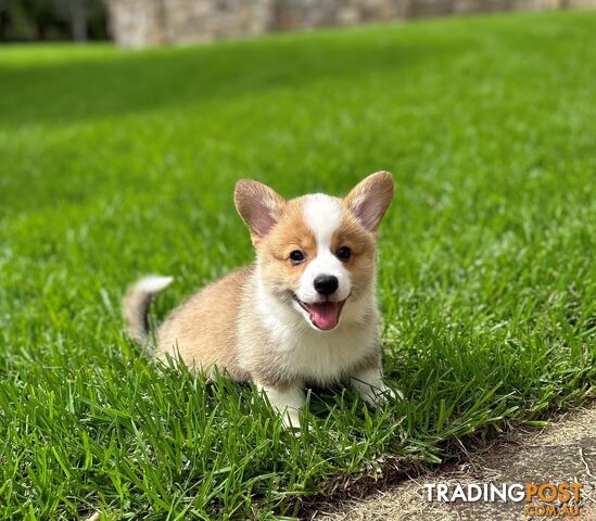 Welsh Corgi Pembroke Puppies