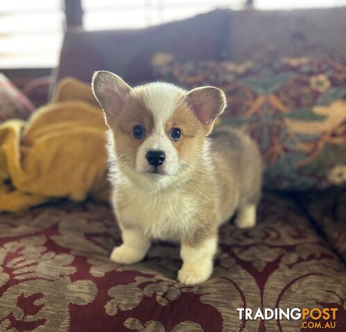 Welsh Corgi Pembroke Puppies