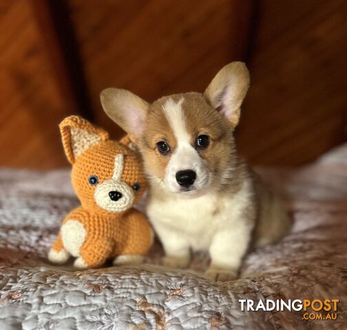 Welsh Corgi Pembroke Puppies