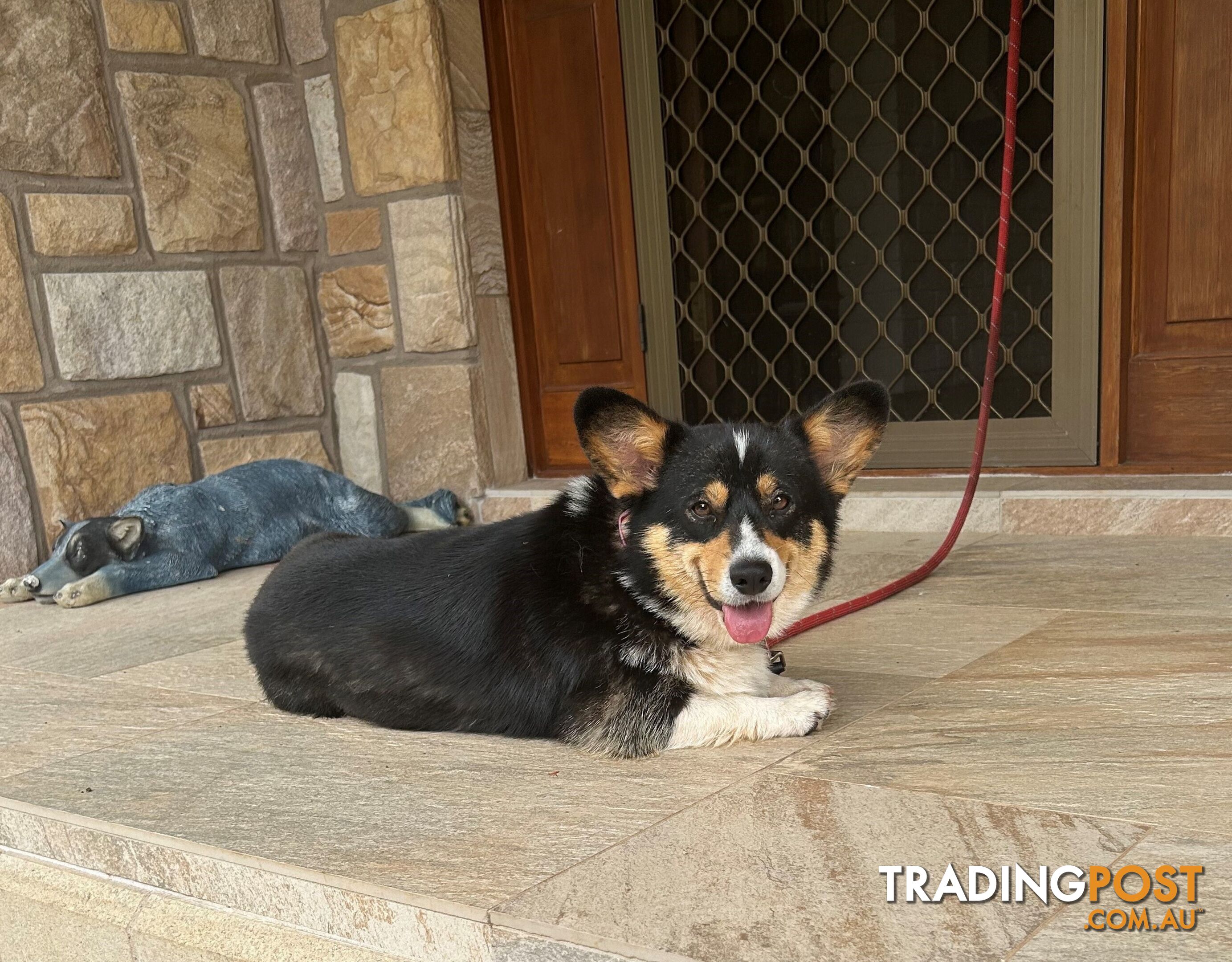 Welsh Corgi Pembroke Puppies