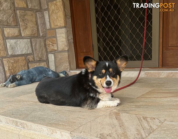 Welsh Corgi Pembroke Puppies