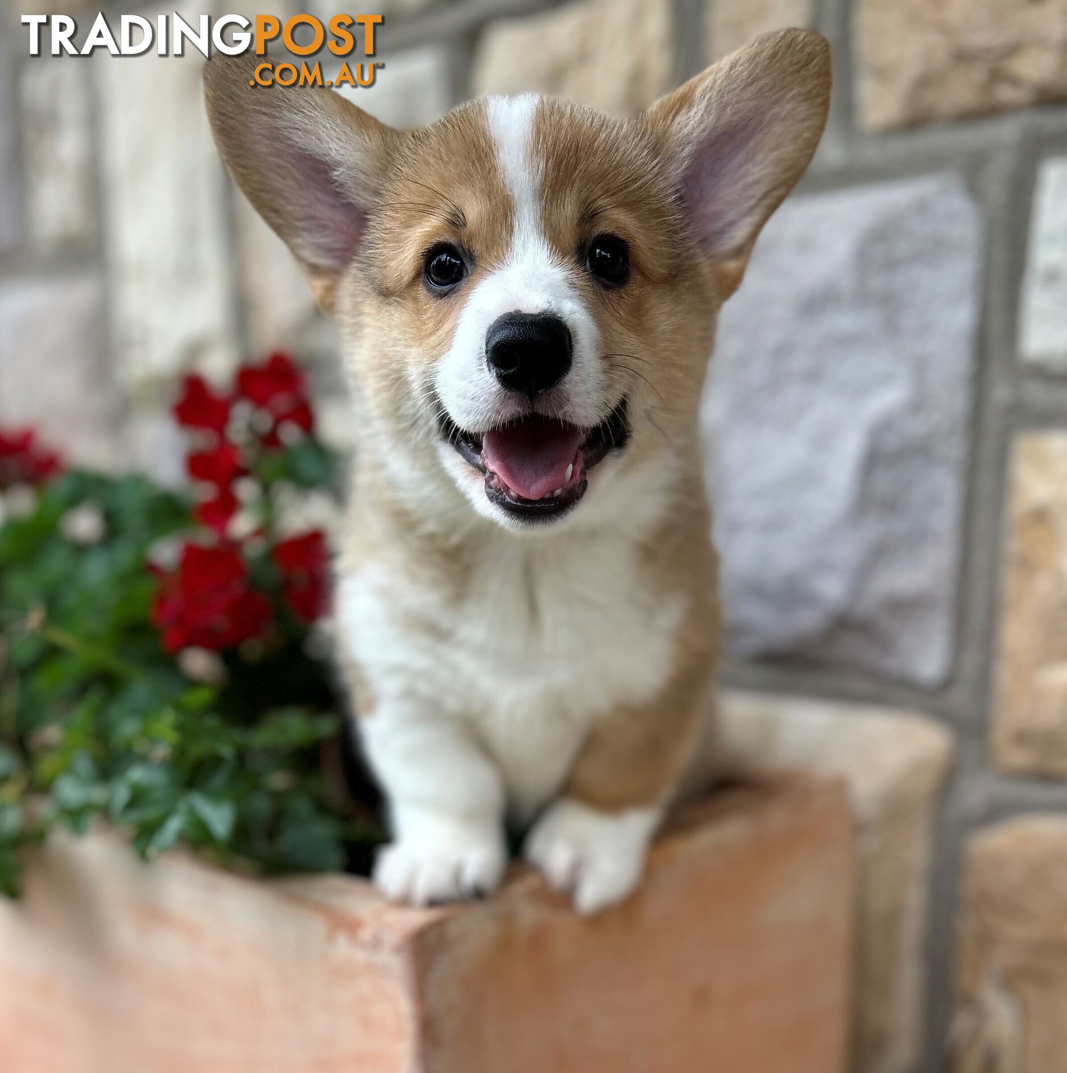 Welsh Corgi Pembroke Puppies