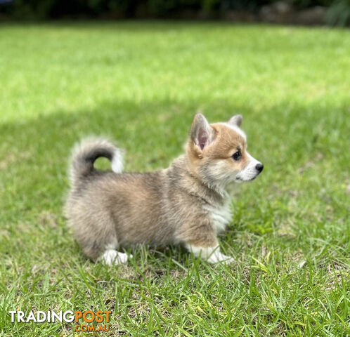 Welsh Corgi Pembroke Puppies