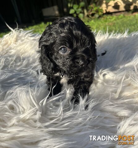 Cavoodle puppies