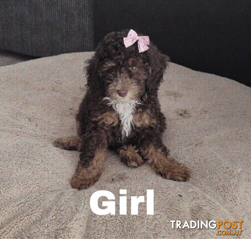 Miniature Poodle Puppies ( Pure Bred)