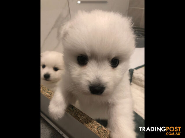 Japanese Spitz pure breed