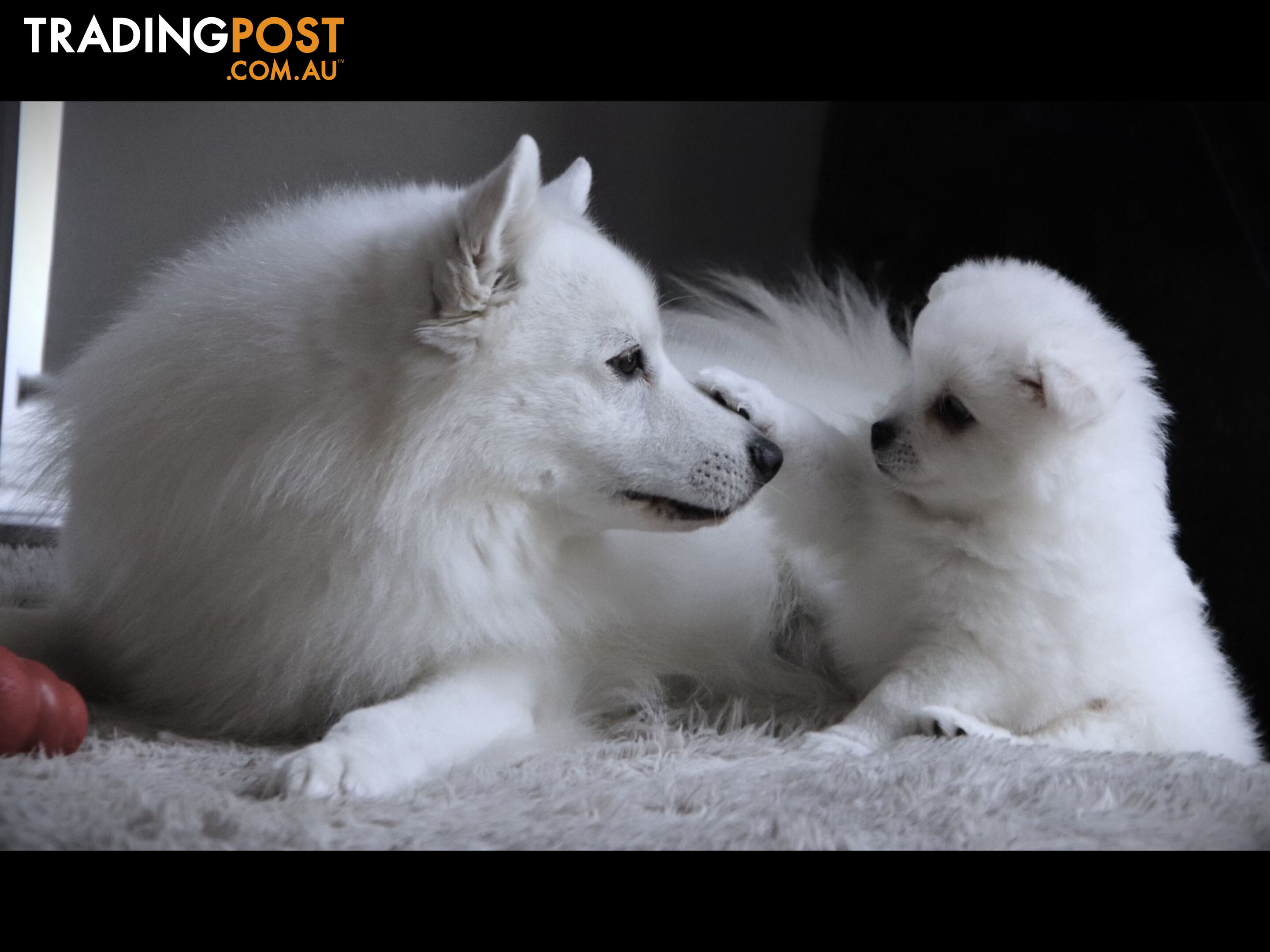 Japanese Spitz pure breed