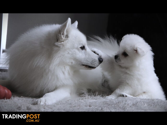 Japanese Spitz pure breed