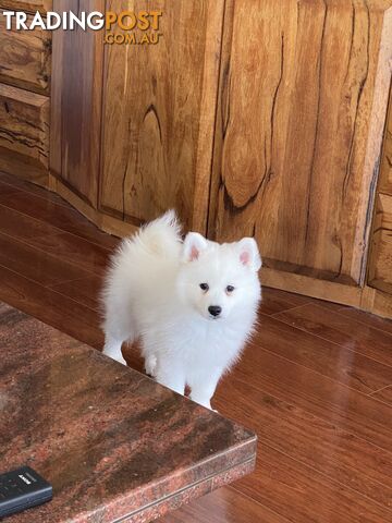 Japanese Spitz pure breed
