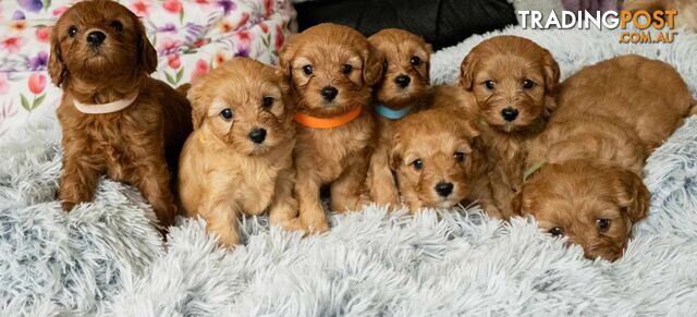 Toy cavoodles puppies looking for furever home