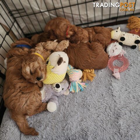 Toy cavoodles puppies looking for furever home