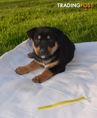 German shepherd x Rottweiler Puppies