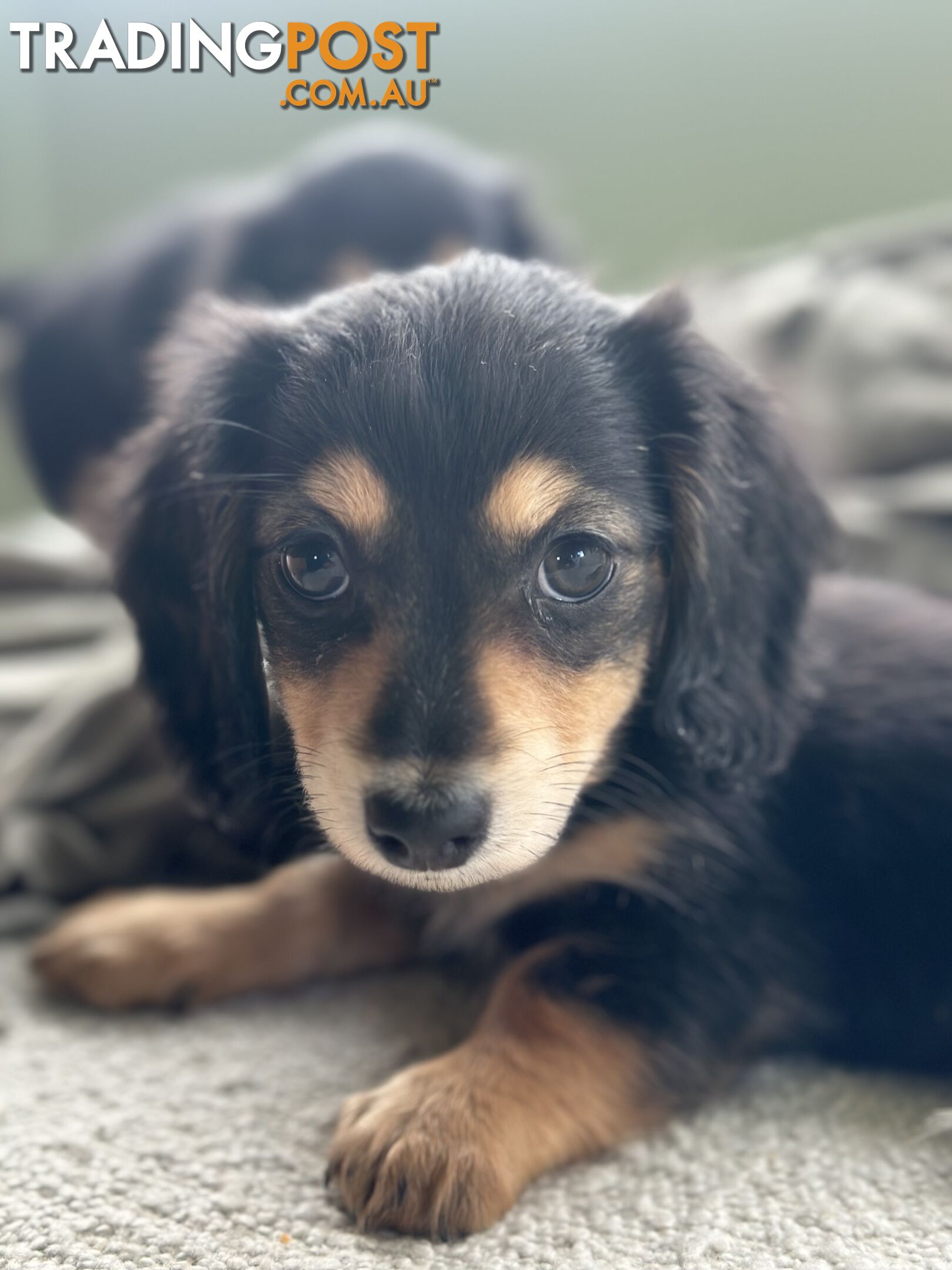 Miniature dachshund long hair