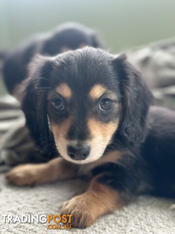 Miniature dachshund long hair