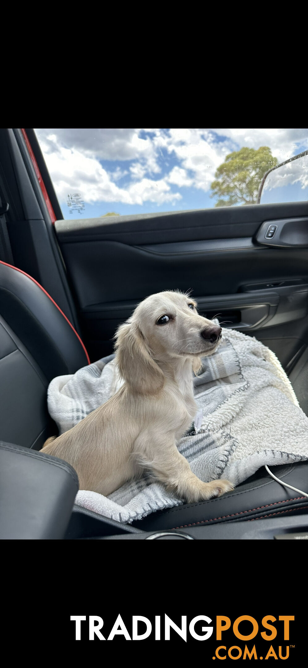 Miniature dachshund long hair