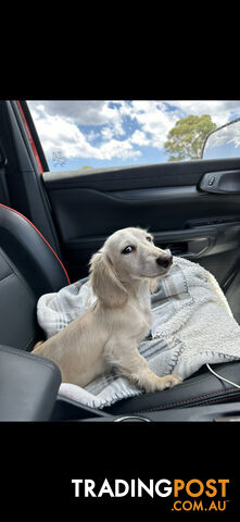 Miniature dachshund long hair