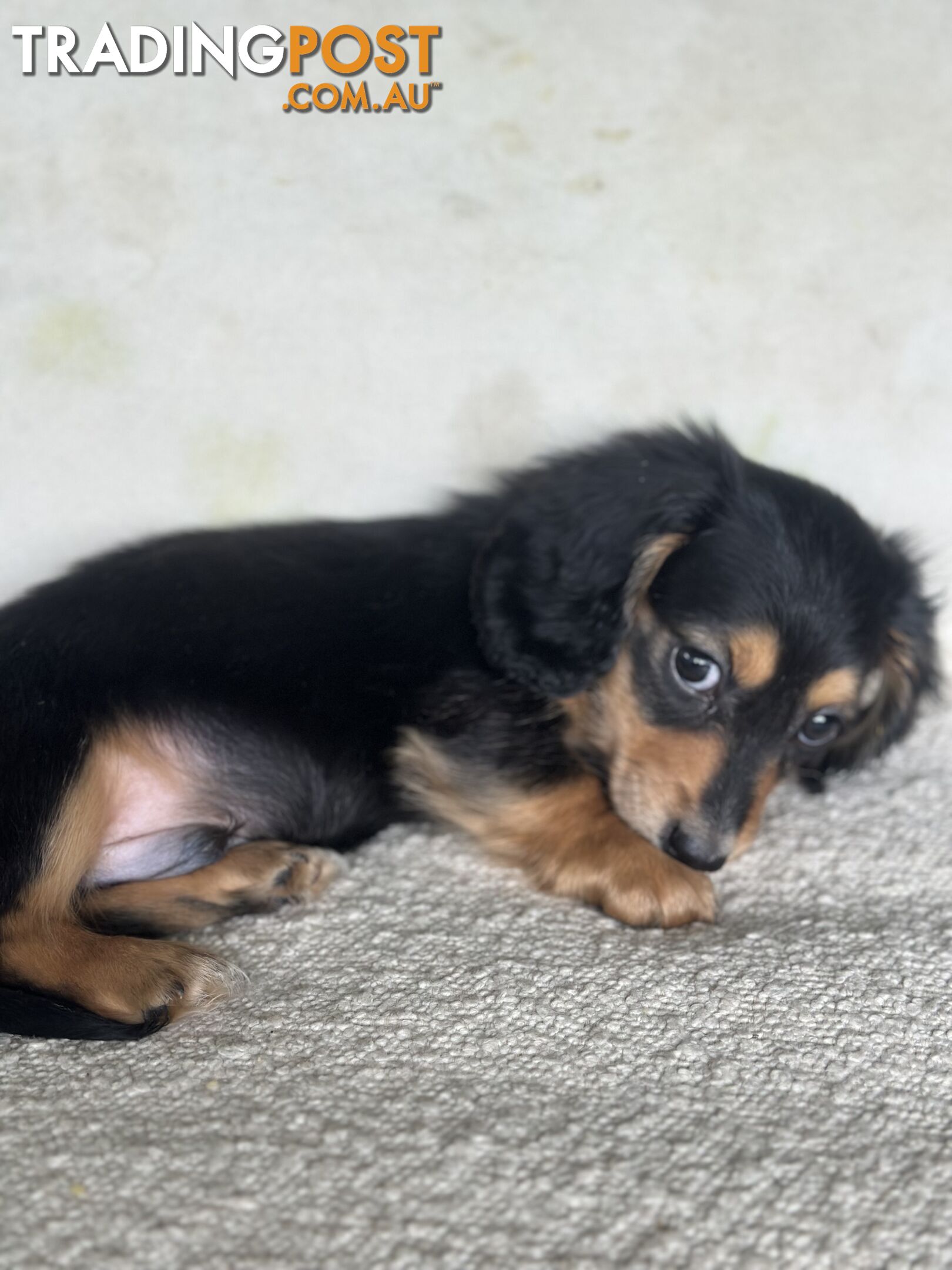 Miniature dachshund long hair