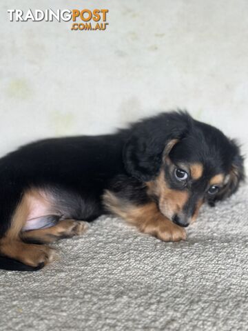 Miniature dachshund long hair