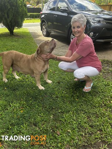 American bully X champion Staffordshire blue both parents are grand champions.