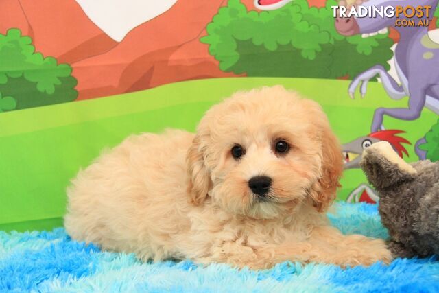 CAVOODLE - MINIATURE SIZE TEDDY BEAR - PARENTS DNA TESTED