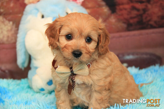 CAVOODLE - LAST BOY - GORGEOUS CURLY COAT - GREAT NATURE - PARENTS 100% DNA CLEAR