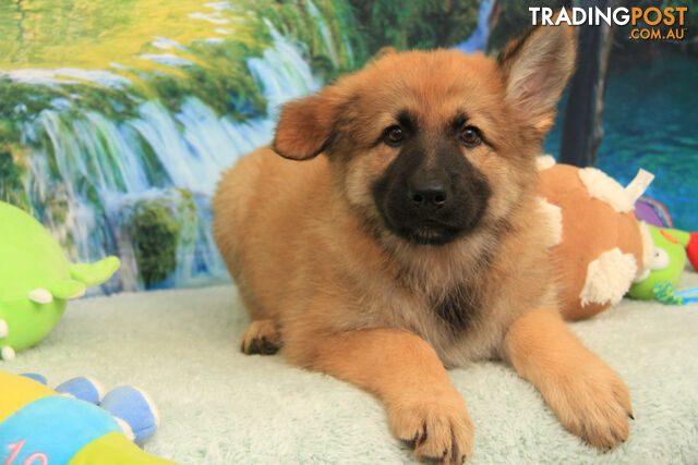 GERMAN SHEPHERD STRAIGHT BACK GORGEOUS MALE PUPPY - PARENTS HIP XRAYED