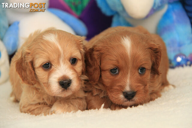 CAVOODLES - M & F  - FEATHERED & CURLY  COATS - 1ST CROSS  - PARENTS DNA 100% CLEAR 