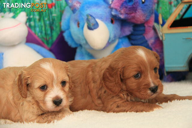 CAVOODLES - M & F  - FEATHERED & CURLY  COATS - 1ST CROSS  - PARENTS DNA 100% CLEAR 
