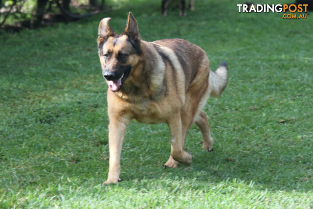 GERMAN SHEPHERD ADULT - DESEXED  COMPANION  - LOVELY NATURE - GREAT HEALTH