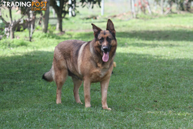 GERMAN SHEPHERD ADULT - DESEXED  COMPANION  - LOVELY NATURE - GREAT HEALTH