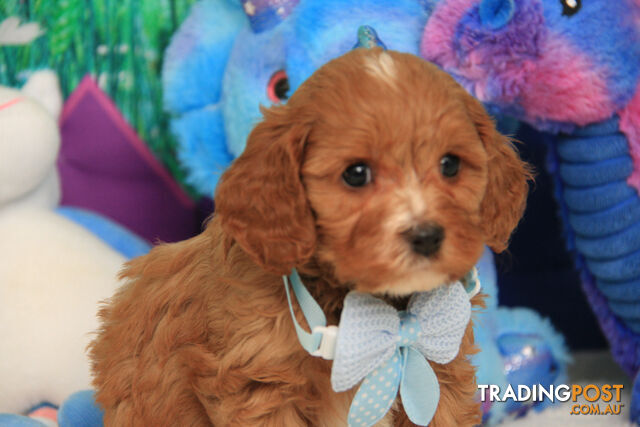 CAVOODLES  -2 X  1ST CROSS STUNNING CURLY COAT MALES - 1ST GEN - PARENTS DNA CLEAR