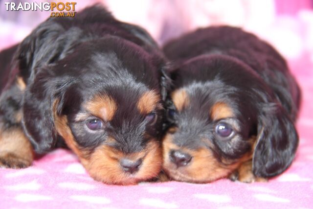 CAVOODLE - BLACK & TAN  FEMALES - FIRST CROSS - PARENTS DNA TESTED FOR GENETIC HEALTH