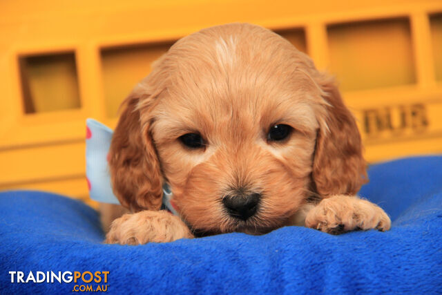 CAVOODLES - 1ST CROSS -  M & F   - CURLY COATS - PARENTS DNA CLEAR FOR GENETIC DISEASES